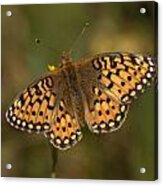 Fritillary Acrylic Print