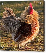 Frizzle Rooster Acrylic Print