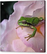 Frog And Rose Photo 3 Acrylic Print