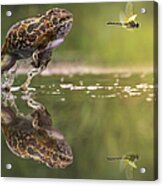 Frog Chasing Damselfly, Indonesia Acrylic Print