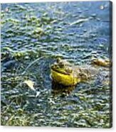 Frog Song Acrylic Print
