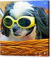 Front Seat Driver - Puppy Mania Acrylic Print