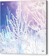 Frost On A Herb At Sunrise, Shallow Acrylic Print
