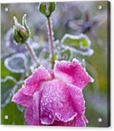Frost On A Rose Acrylic Print