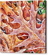 Frost On Red Oak Leaf Acrylic Print