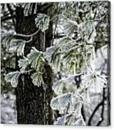 Frosted Conifer Acrylic Print