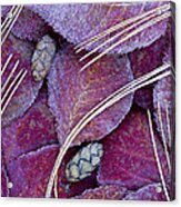 Frosted Leaves Acrylic Print
