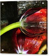 Frosted Tulips Acrylic Print
