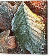 Frosty Leaves Acrylic Print
