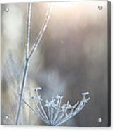 Frosty Queen Anne's Lace Acrylic Print