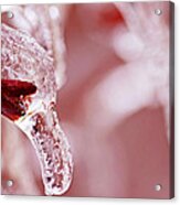 Frozen Jewel Acrylic Print