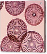 Frustules Of Diatoms Acrylic Print