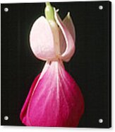Fuchsia 1 Acrylic Print