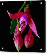 Fuchsia Acrylic Print