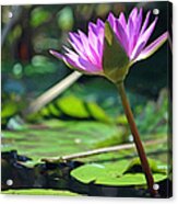 Fuchsia Water Lily In Watercolor Acrylic Print