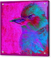 Funky Kookaburra Australian Bird Art Prints Acrylic Print