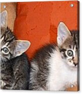 Funny Kittens Acrylic Print