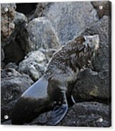 Galapagos Fur Seal Acrylic Print