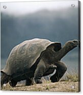 Galapagos Giant Tortoise Male Alcedo Acrylic Print