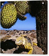 Galapagos Land Iguana Basking Ecuador Acrylic Print