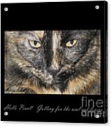 Gallery For The Real Cat Lovers Acrylic Print