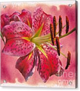 Garden Delight - Stargazer Lily Acrylic Print