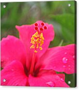 Garden Rains Acrylic Print