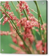 Garden Sorrel Flowers Acrylic Print