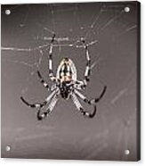 Garden Spider Acrylic Print