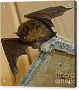 Gargoyle Bat Acrylic Print