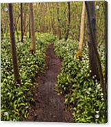 Garlic Path Acrylic Print