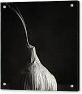 Garlic With Chute Stem Acrylic Print