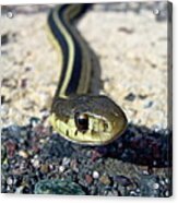 Garter Snake Acrylic Print