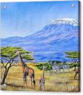 Gathering At Mount Kilimanjaro Acrylic Print
