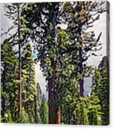 General Grant Sequoia Tree, Kings Canyon Acrylic Print