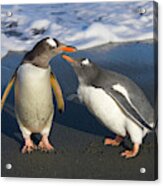 Gentoo Penguin Chick Begging For Food Acrylic Print