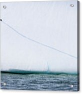 Gentoo Penguin Climbing An Iceberg Acrylic Print