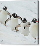 Gentoo Penguin Quartet Booth Isl Acrylic Print