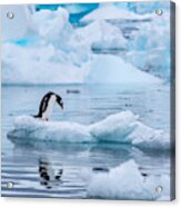 Gentoo Penguin Standing On An Ice Floe In Antarctica Acrylic Print