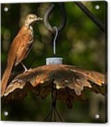 Georgia State Bird - Brown Thrasher Acrylic Print