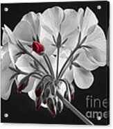 Geranium Flower In Progress Acrylic Print