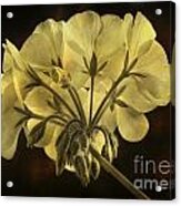 Geranium Flower Texture Acrylic Print