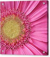 Gerbera Daisy 2 Acrylic Print