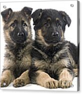 German Shepherd Puppies Acrylic Print