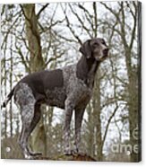 German Short-haired Pointer Acrylic Print