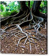 Get To The Root Of It Acrylic Print