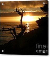 Ghost Tree At Sunset Acrylic Print