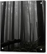 Ghostly Forest Acrylic Print