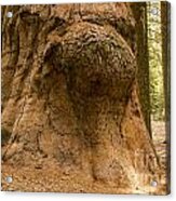 Giant Knot In Giant Tree Acrylic Print