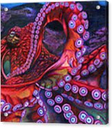 Giant Pacific Octopus By Erick Villegas Acrylic Print